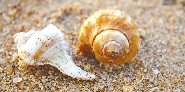 Conchas marinas de la bahía de Bengala —  Fotos de Stock