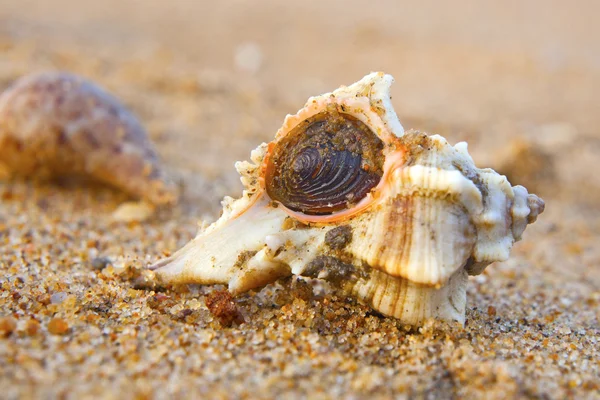 Coquillages de la baie du Bengale — Photo