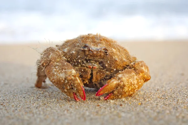 A a Bengáli-öböl tengeri kagylókból — Stock Fotó