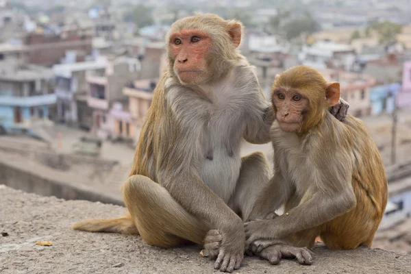 Jaipur, Hindistan maymunlar