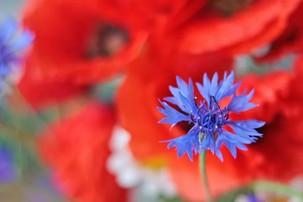 Синий васильковый цветок с красными маками — стоковое фото