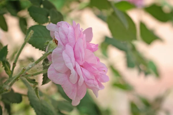 Różowa Róża w ogrodzie — Zdjęcie stockowe