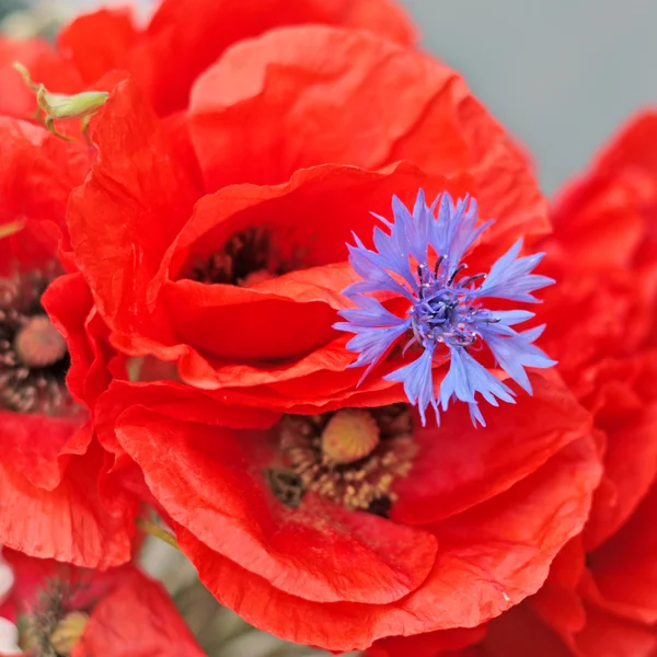 Синий васильковый цветок с красными маками — стоковое фото