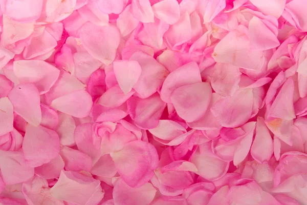 Petals of roses background — Stock Photo, Image