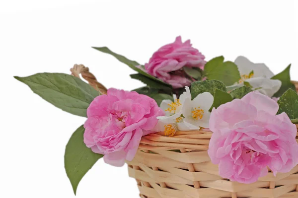 Rosa rosas e jasmim em uma cesta — Fotografia de Stock