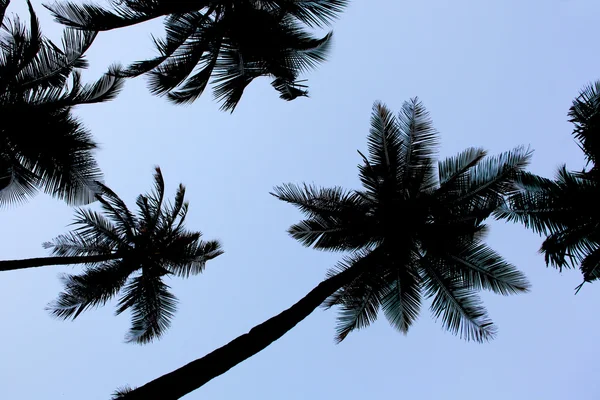 Palmen en zon — Stockfoto