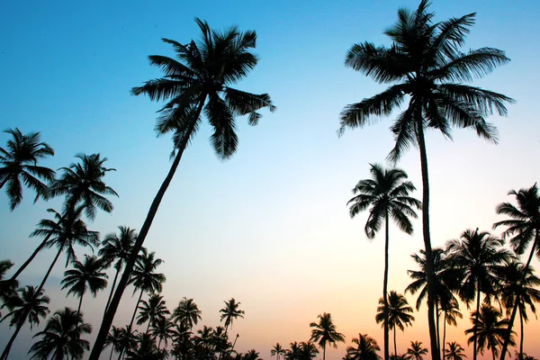 Puesta de sol tropical tomada en Goa — Foto de Stock