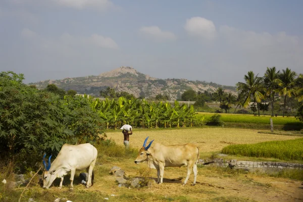 Temples on the rock taken in Tamilnau, India — Stock Photo, Image