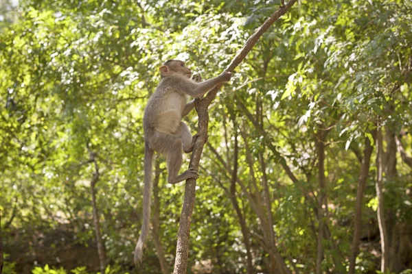 Grappige aap genomen in peruyar wildreservaat, kerala, india — Stockfoto