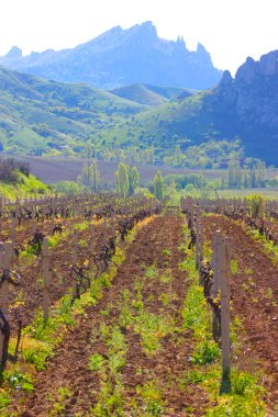 Ukrayna'da baharda alınan Kırım Dağları bağ