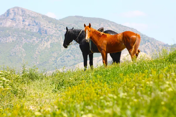 Caballos negros y rojos en las montañas tomadas en Crimea, Ucrania — Foto de Stock