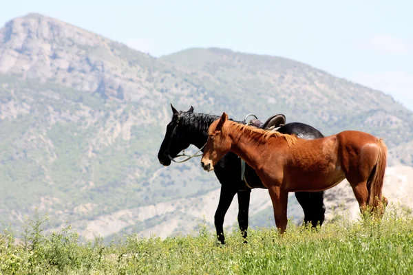 Svarta och röda hästar i bergen i Krim, Ukraina — Stockfoto