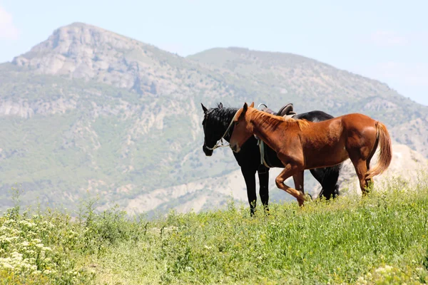 Chevaux noirs et rouges dans les montagnes prises en Crimée, Ukraine — Photo