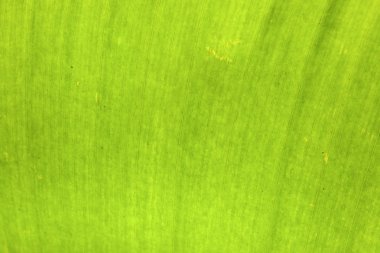 doku arka plan arka ışık taze muz avuç içi yeşil yaprak