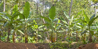 muz plantasyonları Kerala, Hindistan avuç içi.