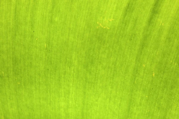 Texture background of backlight fresh banana palms green Leaf — Stock Photo, Image