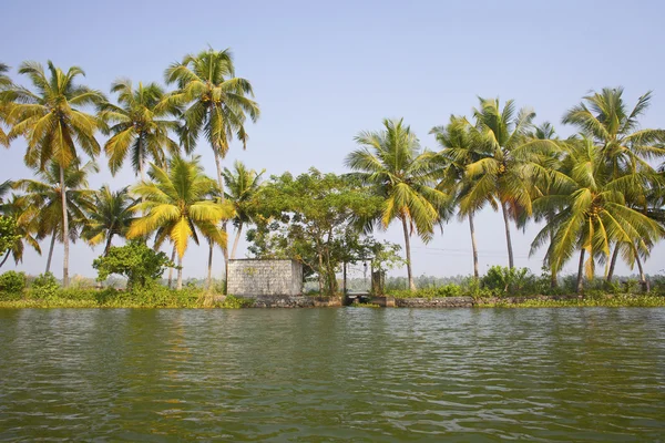 Palmbomen genomen op de backwaters van kerala, india — Stockfoto