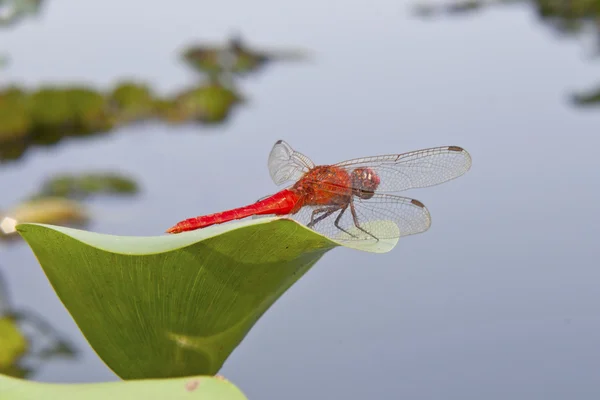 Красная стрекоза (Sympetrum fonscolombii) сидит у воды — стоковое фото