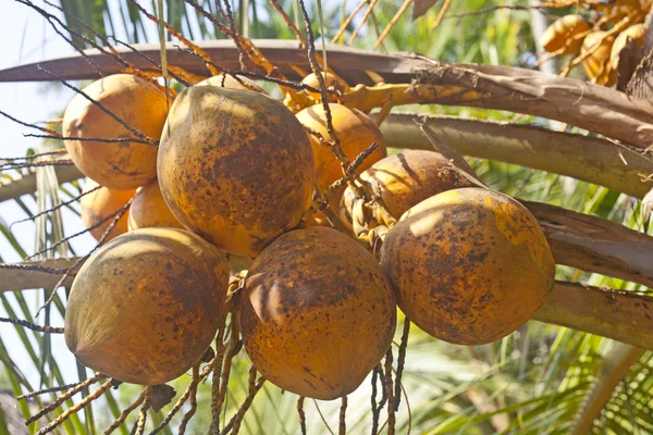 Cocos frescos na palma da mão tomados em Kerala, Índia — Fotografia de Stock