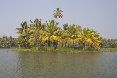 kerala, Hindistan önemsizden üzerinde alınan palmiye ağaçları
