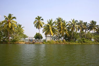 palmiye ağaçlarının önemsizden Kerala, Hindistan
