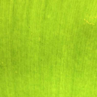 doku arka plan arka ışık taze muz avuç içi yeşil yaprak