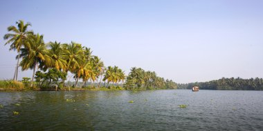 kerala, Hindistan önemsizden üzerinde alınan palmiye ağaçları