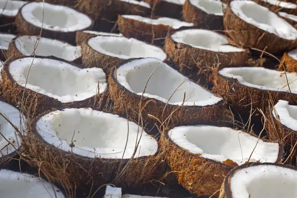 Muitos cocos saborosos frescos — Fotografia de Stock