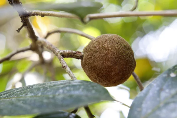 Sandal ağacı, popüler Ayurveda bitki, Kerala, Hindistan alınan — Stok fotoğraf