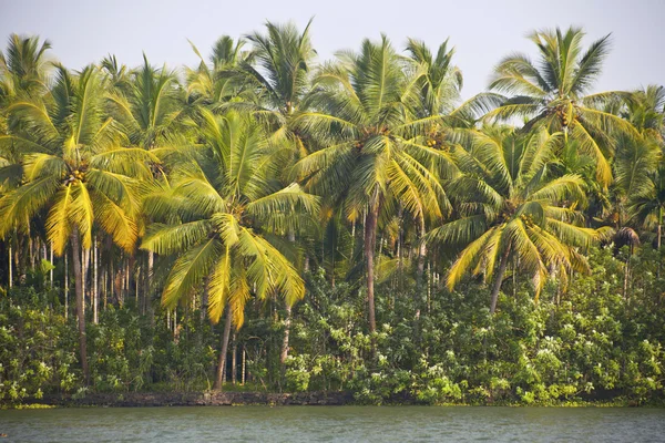 Pálmafák a holtágak Kerala, India — Stock Fotó
