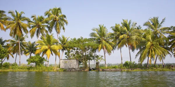 Palmbomen genomen op de backwaters van kerala, india — Stockfoto