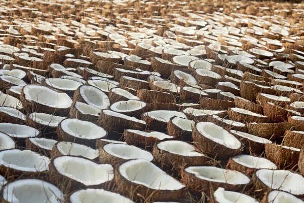 A lot of fresh tasty coconuts — Stock Photo, Image