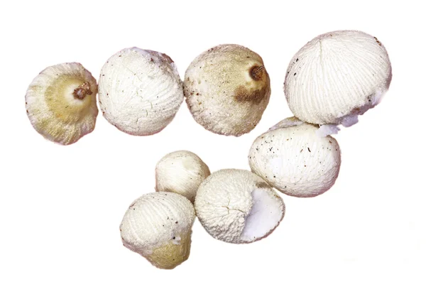 Inner part of coconut - already dried milk, ready to eat, taken on plantation in Kerala, India — Stock Photo, Image