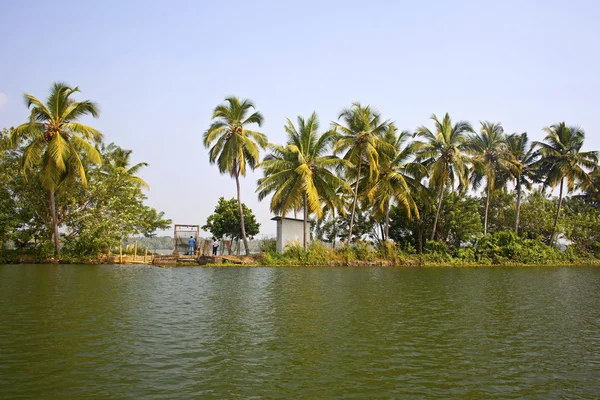 Palmbomen op de backwaters van kerala, india — Stockfoto