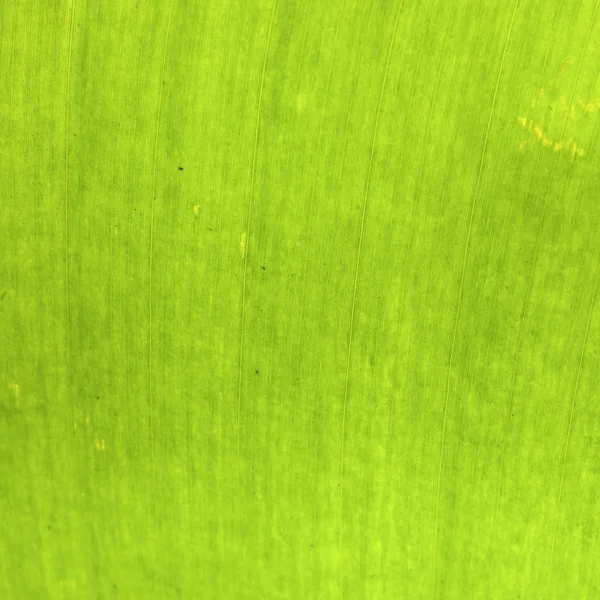 Texture background of backlight fresh banana palms green Leaf — Stock Photo, Image