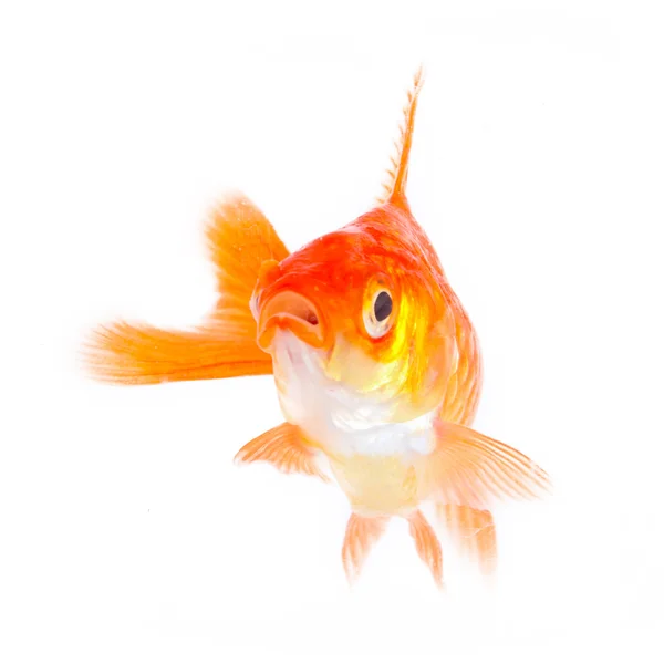 Gold fish. — Stock Photo, Image