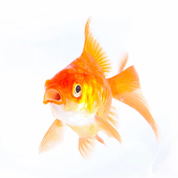 Gold fish. — Stock Photo, Image