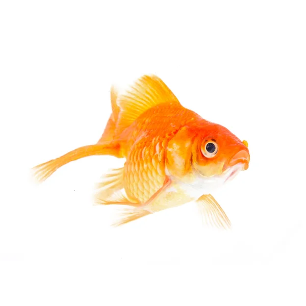 Pesce d'oro . — Foto Stock