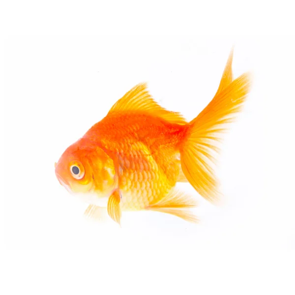 Peixe dourado . — Fotografia de Stock