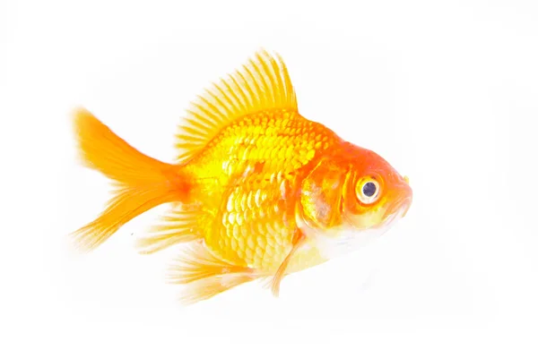 Gold fish. — Stock Photo, Image