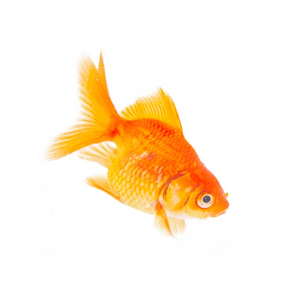 Peixe dourado . — Fotografia de Stock