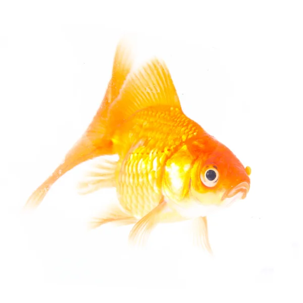 Gold fish. — Stock Photo, Image