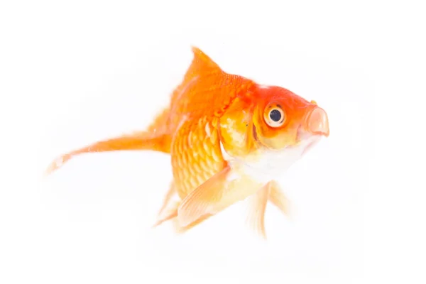 Gold fish. — Stock Photo, Image