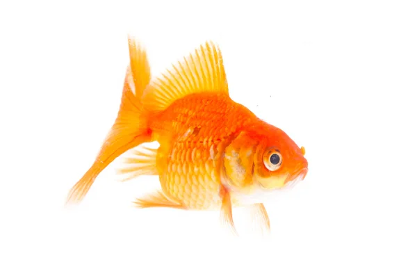 Altın Balık. — Stok fotoğraf