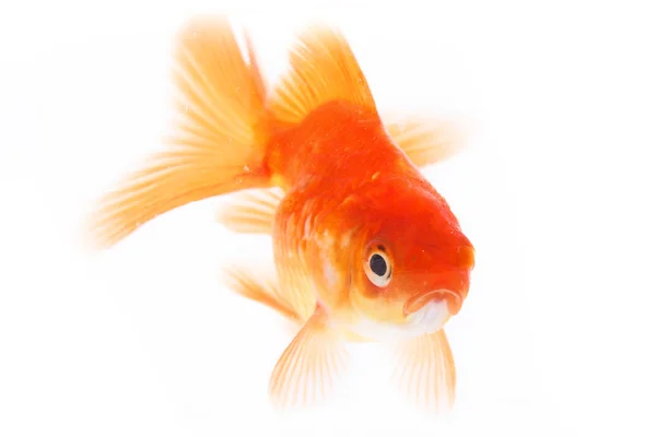 Gold fish. — Stock Photo, Image