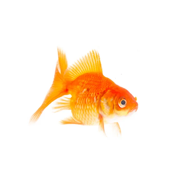 Zlatá ryba. — Stock fotografie