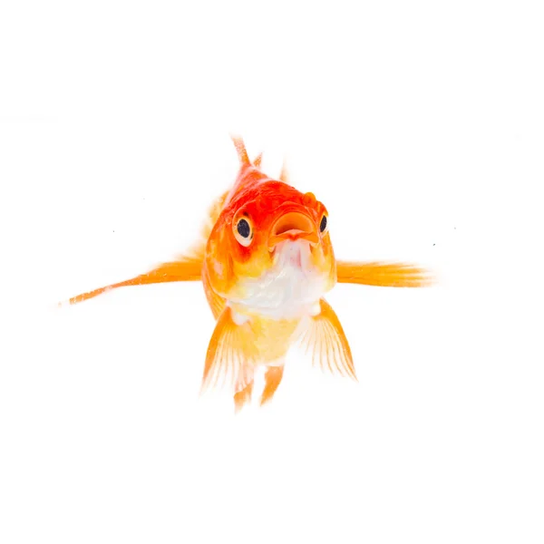 Gold fish. — Stock Photo, Image