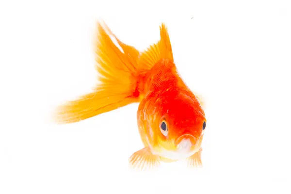 Gold fish. — Stock Photo, Image