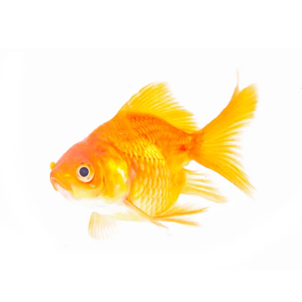 Золотая рыба . — стоковое фото