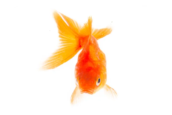 Zlatá ryba. — Stock fotografie